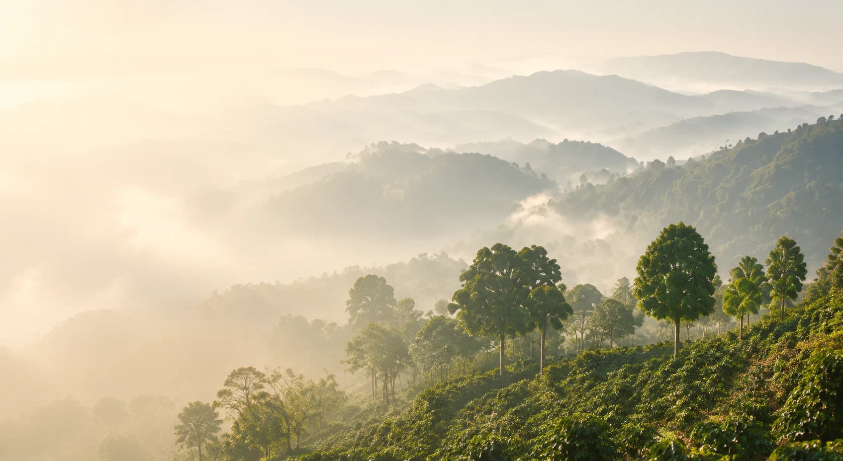 巴拿马高地层叠的咖啡庄园